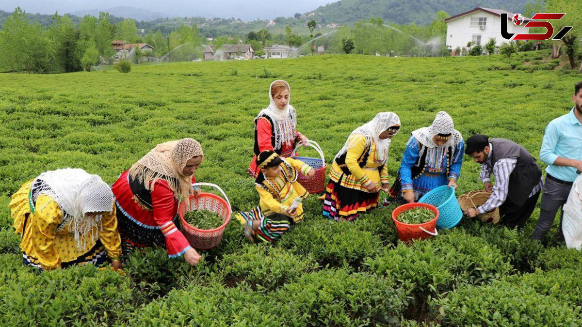 پول چایکاران هر هفته پرداخت می شود / سازمان چای کشور از واریز مطالبات کشاورزان سود، درآمد و منافعی ندارد