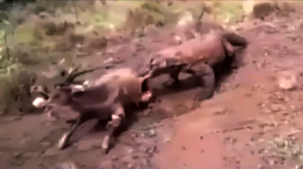 فیلم 16+ / ناله کردن یک گوزن هنگام زنده زنده خورده شدن!