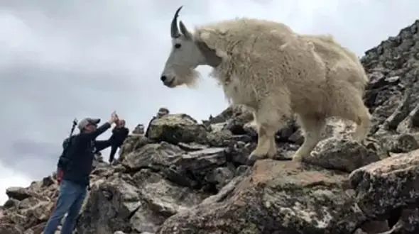 بز بدنساز را ببینید / روی بدنسازان جهان را کم کرد ! + فیلم حیرت انگیز
