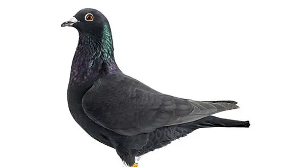 تولد پرنده ای عجیب و غریب ! / بی رحمی انسان درباره حیوانات + فیلم