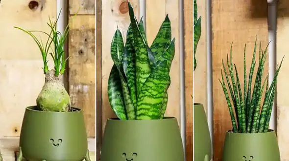 جدیدترین مدل‌ های گلدان فانتزی کوچک برای دکوراسیون منزل 