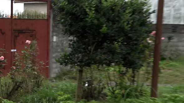 قتل مرد بازاری در باغ شخصی اش / در نجف آباد رخ داد