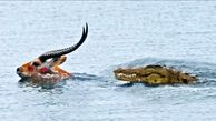 فرار شگفت انگیز آهو از تمساح غول پیکر در دریاچه + فیلم