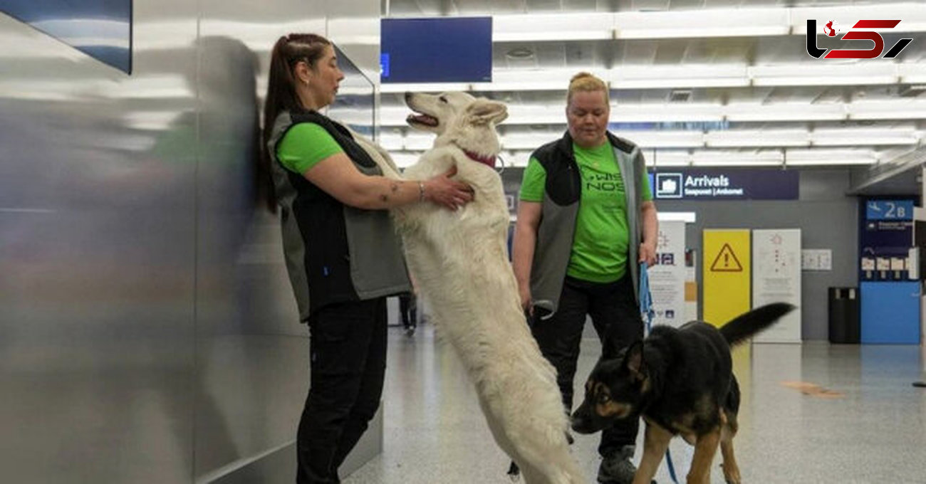استفاده از سگ های کرونایاب در فرودگاه هلسینکی