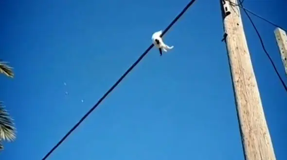 فیلم نجات گربه بندباز  از مرگ حتمی در سوسنگرد