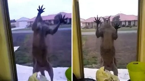 فیلم حمله وحشیانه کانگرو گرسنه به خانه ای در ملبورن +تصاویر