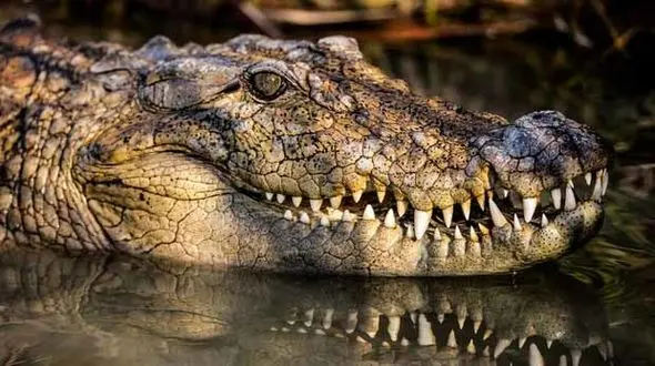 کودکان سیستان و بلوچستان قربانی یک خرافات هولناک / گاندو همچنان دست و پا قطع می کند