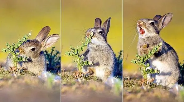 در سال خرگوش این فیلم را ببینید / فیلم