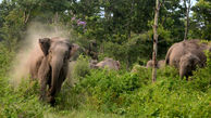 حمله مرگبار فیل وحشی به 5 روستایی
