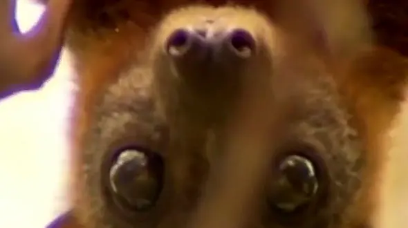 وحشت از حمله خفاش ها به استرالیا + فیلم عجیب