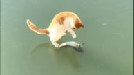 تقلای گربه برای ماهی یخ زده رو ببینید / فیلم