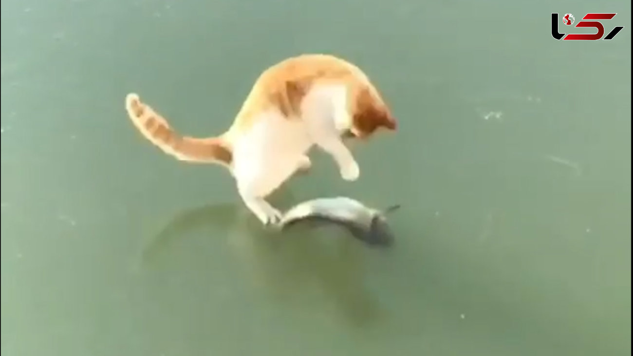 تقلای گربه برای ماهی یخ زده رو ببینید / فیلم