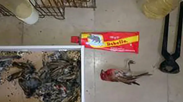 دستگیری شکارچی سهره در اردبیل