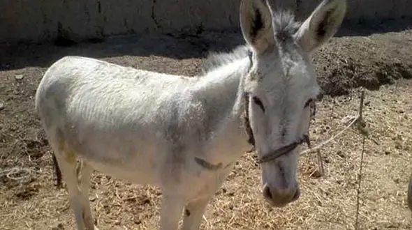 الاغ کودک 9 ساله را در هشترود کشت