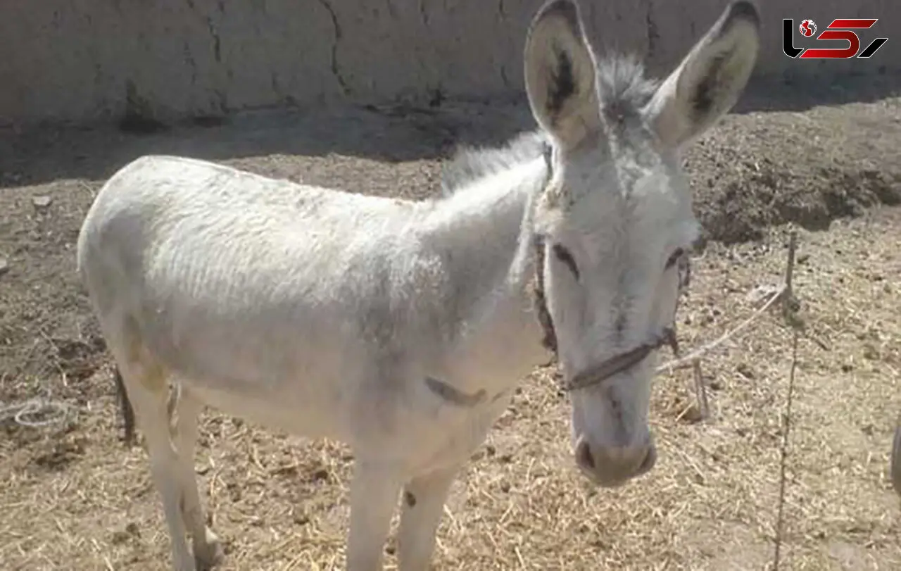 الاغ کودک 9 ساله را در هشترود کشت