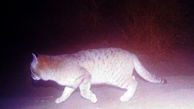 یک گربه شنی در بافق یزد در برابر دوربین تله‌ای قرار گرفت