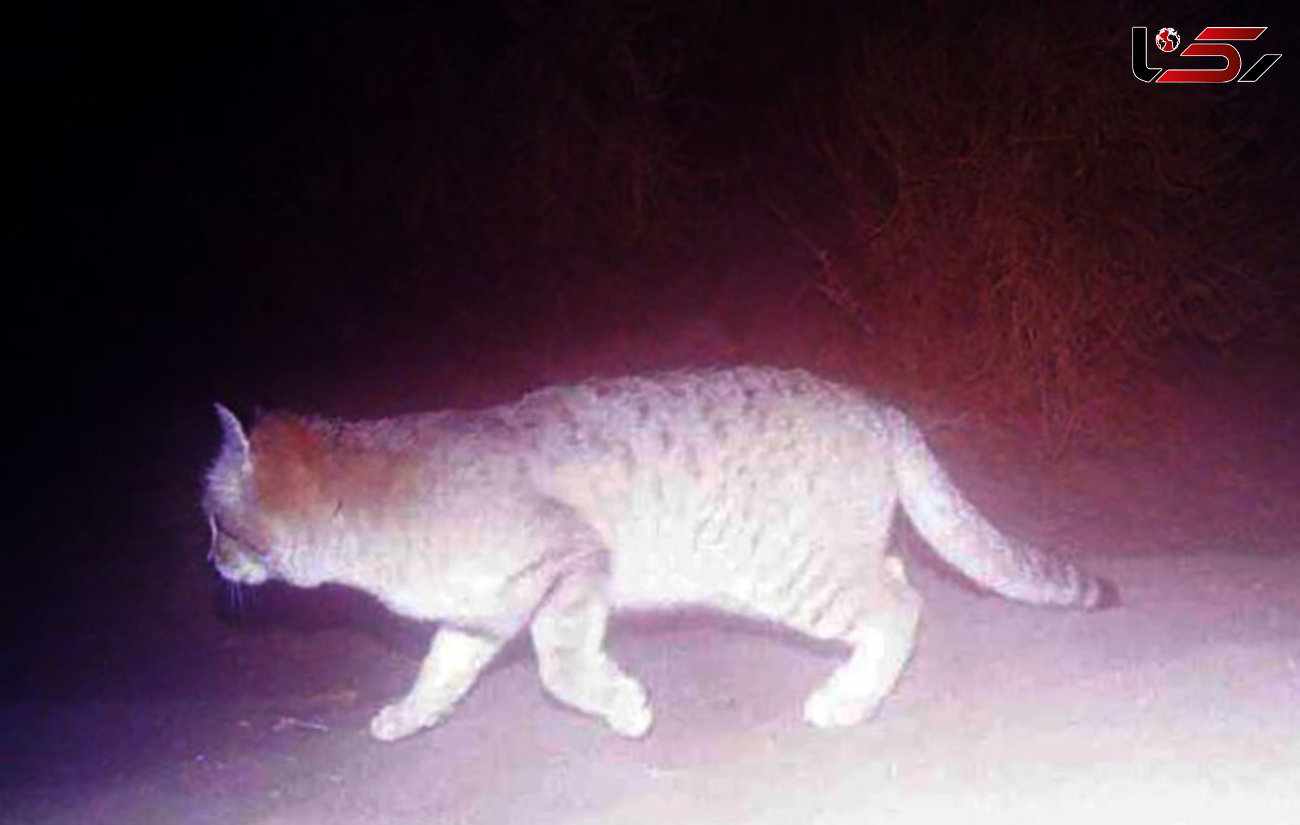 یک گربه شنی در بافق یزد در برابر دوربین تله‌ای قرار گرفت