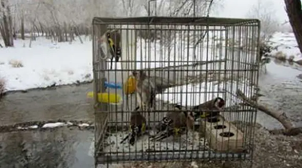 چهارشکارچی سهره طلایی در باشت دستگیر شدند