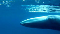عکس / نادرترین نهنگ جهان