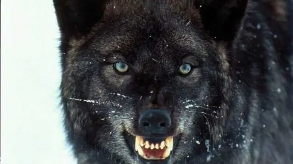 چوپان خدابنده ای، گرگ را ازپای درآورد