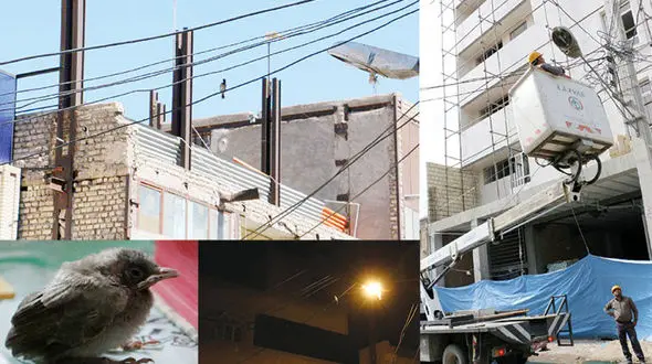 نجات 3 جوجه بلبل خرمایی محله ای را در شوش بسیج کرد+ عکس