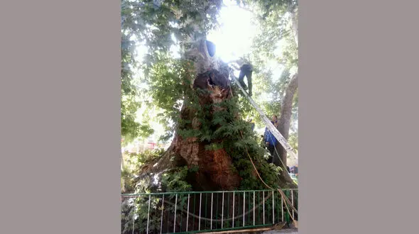 درخت 2500 ساله تویسرکان را آتش زدند +عکس