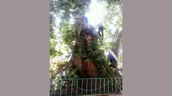 درخت 2500 ساله تویسرکان را آتش زدند +عکس