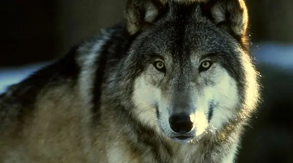 وحشت از حمله خونین گرگ ها در شهرضای اصفهان