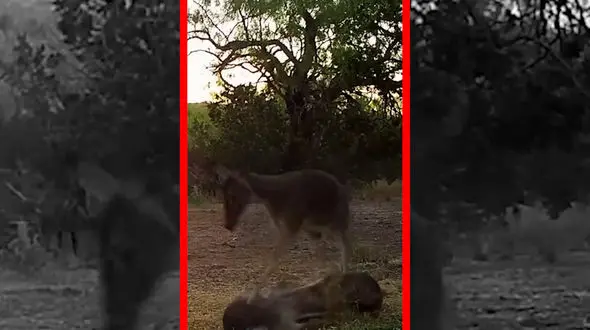 فیلم تلاش ناامیدانه گوزن مادر برای نجات بچه اش