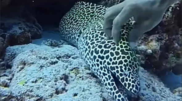 عجیب ترین و کمیاب ترین تصاویر از موجودات زنده + فیلم