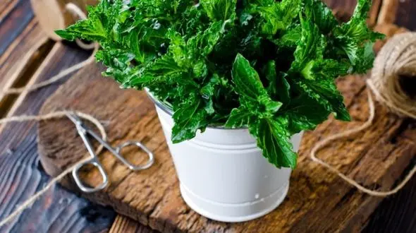 فراری دادن حشرات و پشه ها از خانه با این گیاهان