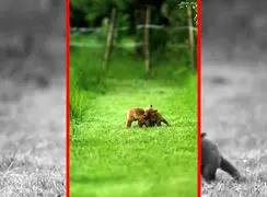 فیلم بازی و شیطنت بچه‌های روباه