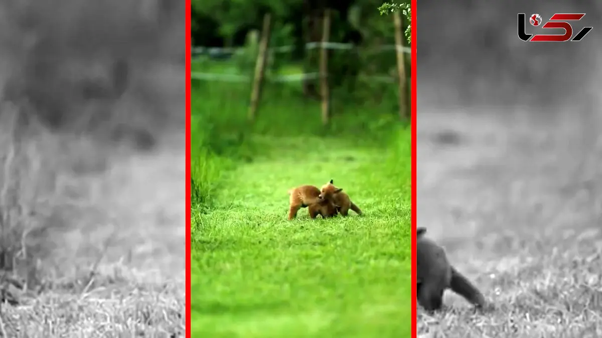 فیلم بازی و شیطنت بچه‌های روباه