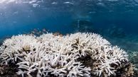 مرگ 75 درصد از مرجان های صخره ای در ژاپن