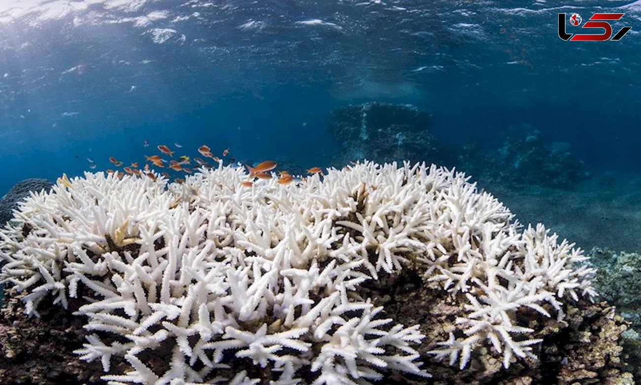 مرگ 75 درصد از مرجان های صخره ای در ژاپن