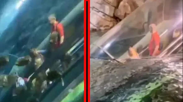 پله برقی جذاب برای سفر به اعماق آب + فیلم