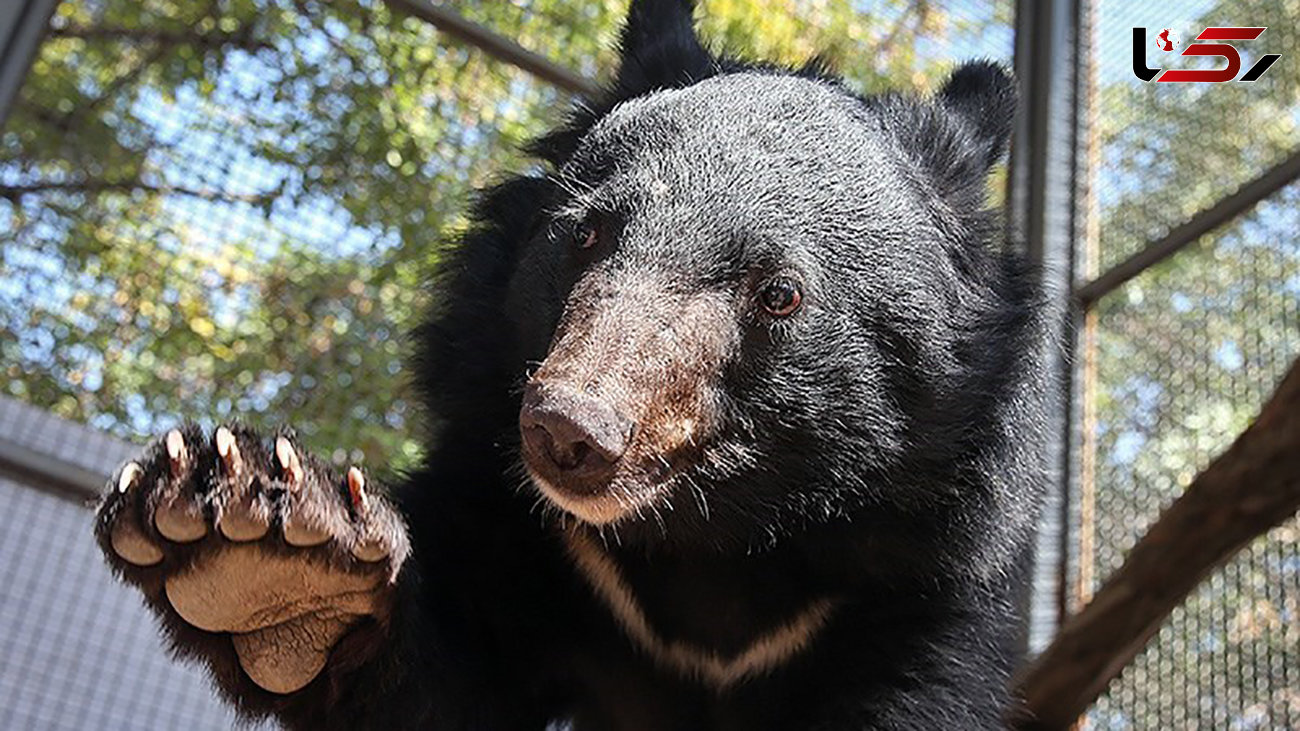 جمعیت خرس سیاه بلوچی در لبه پرتگاه انقراض + عکس های جذاب از این گونه در حال انقراض