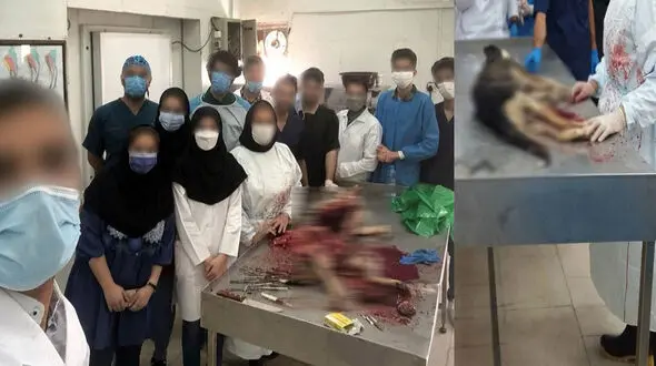 زجرکش شدن حیوانات در اتاق های تشریح  دانشگاهی / بی توجهی دانشگاه ها به روش های جایگزین آزمایش + فیلم