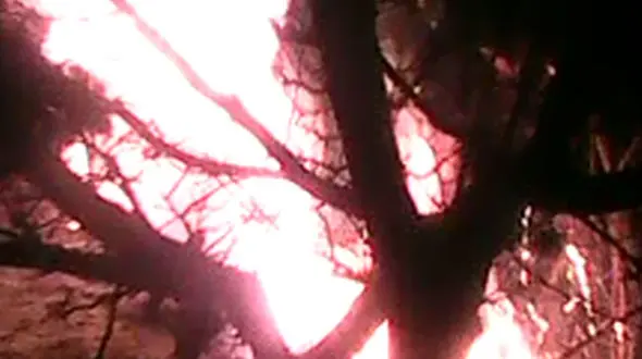 وحشت از لانه‌سازی زمستانی 50 گرگ