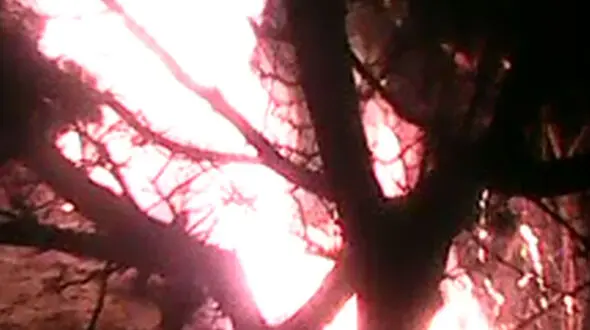 وحشت از لانه‌سازی زمستانی 50 گرگ