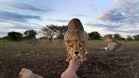 چشم در چشم  چیتا