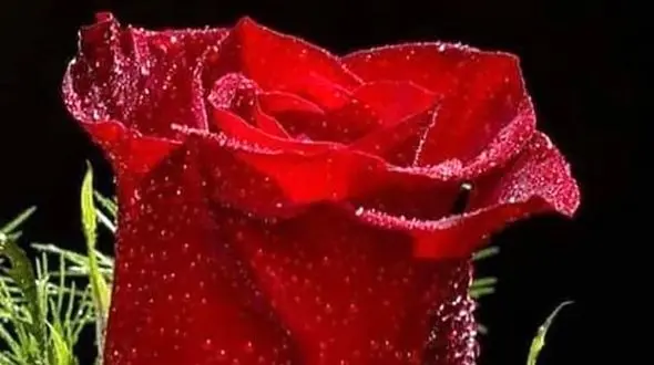 فال روزانه شخصی/ 10مرداد ماه + فیلم