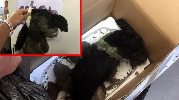 تراژدی غمناک، سوتی خنده‌دار از آب درآمد! + عکس