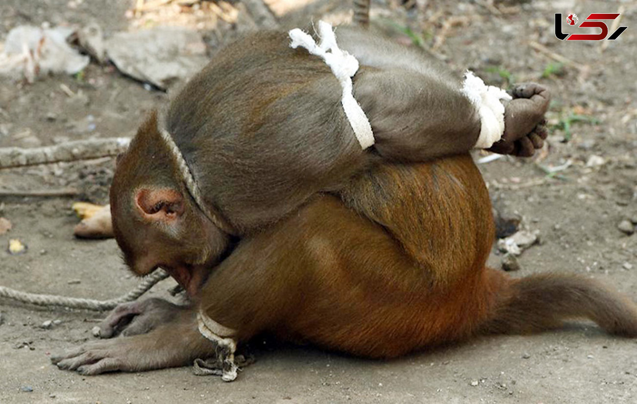 مزاحمت میمون ها در بمبئی