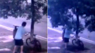 فیلم عجیب از قطع درخت در کنار خیابان برای دزدیدن دوچرخه