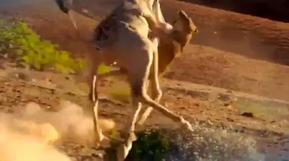  شیر ماده زیر پاهای یک زرافه له شد! + فیلم