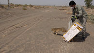 رها سازی یک قلاده گربه جنگلی در فهرج