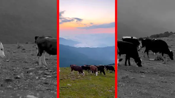 فیلم حضور گاو و اسب‌ها در طبیعت بکر الاشت