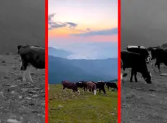 فیلم حضور گاو و اسب‌ها در طبیعت بکر الاشت