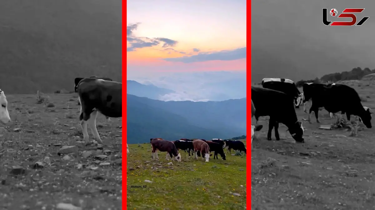 فیلم حضور گاو و اسب‌ها در طبیعت بکر الاشت